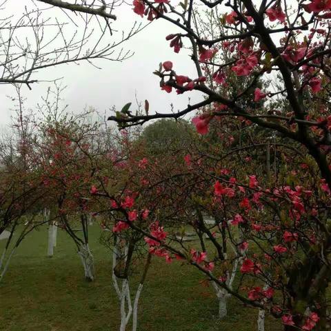 春天在哪里？春天在哪里？