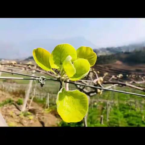 猕猴桃果的这一生