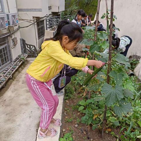 一分耕耘，一分收获——高市乡校学生劳动实践之土豆季