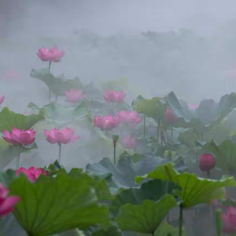 摄荷