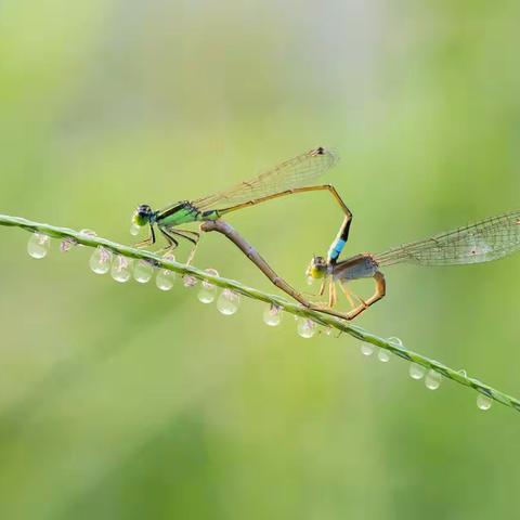 我的微世界--夏日精灵