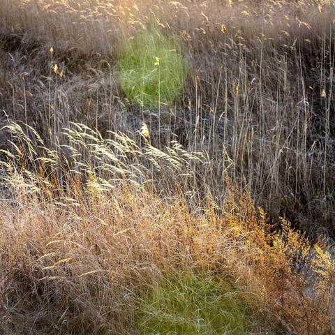 村后 — 那片芦苇