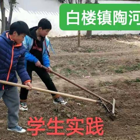 瓜葵成畦手自栽                                ——陶河小学劳动课初见成果