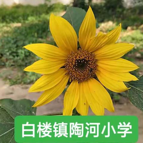 陶河小学六一儿童节联欢会