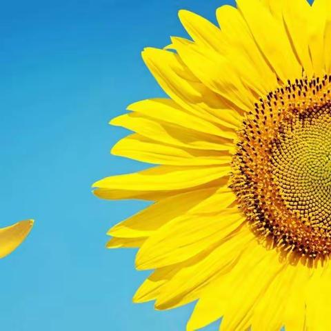 向阳花开——第一期《那一刻，我长大了》