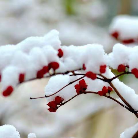 北京初雪——天通苑东三区随拍