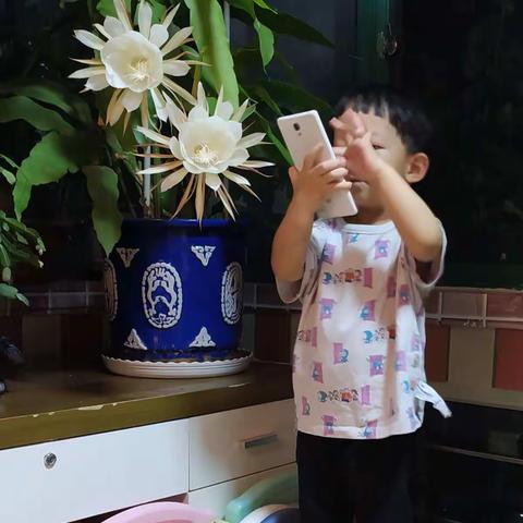 我家的昙花开了