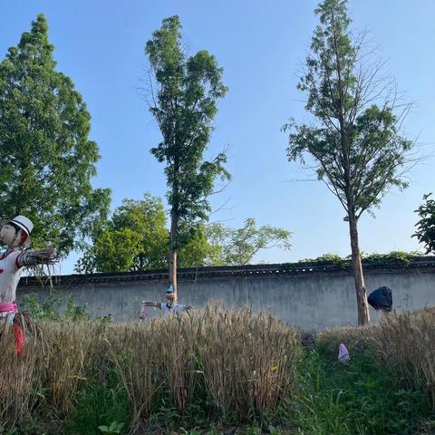 风吹麦浪香 学生收麦忙