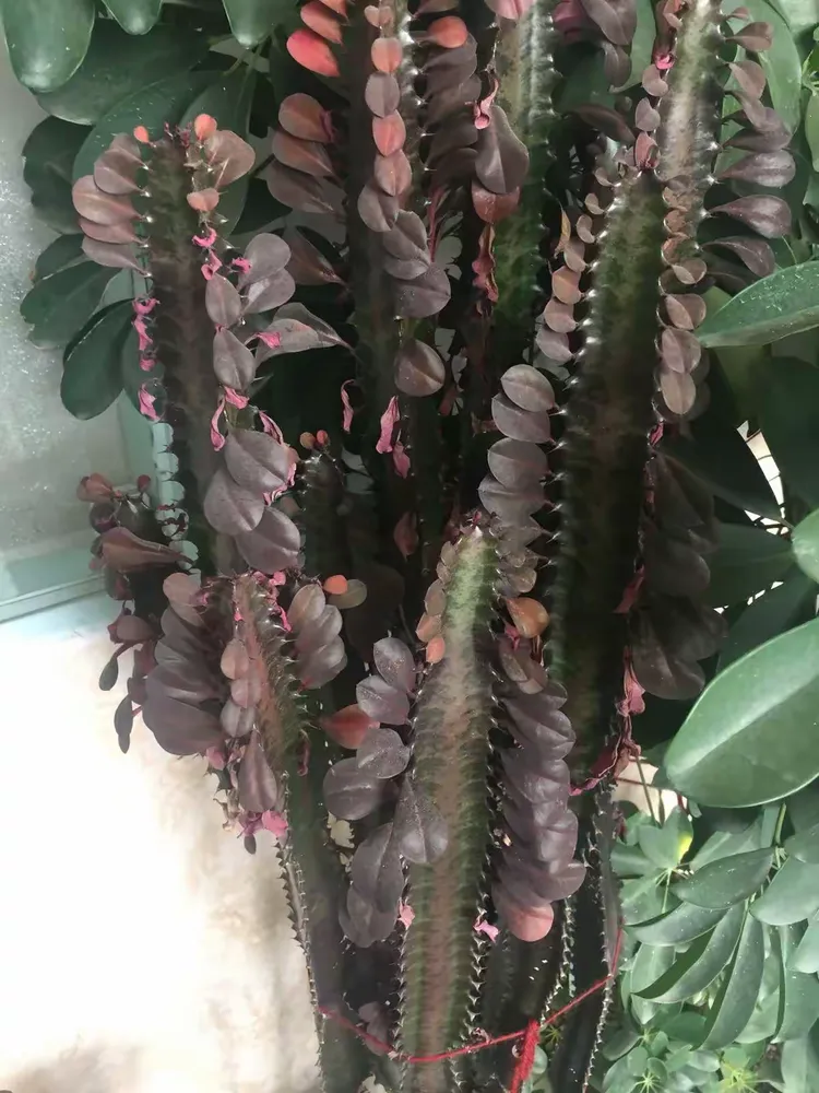 龙骨花