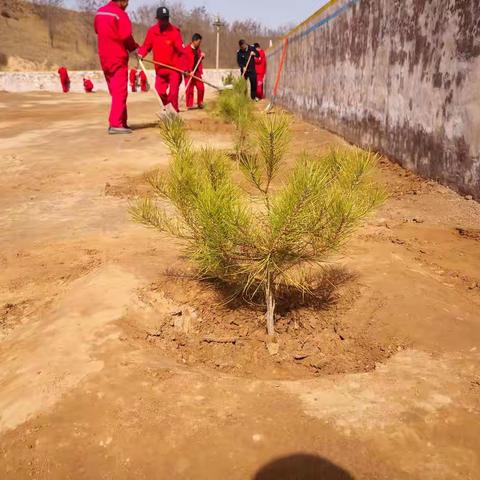 稠树梁采油队：植树节我给油区添份绿