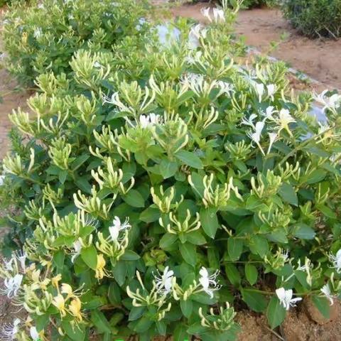 【生活体验】———记凤山幼儿园大一班*金银花花茶*制作