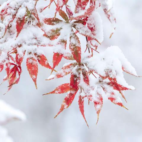 立冬初雪