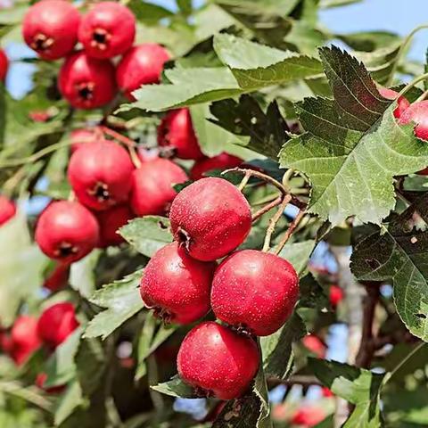 葵花🌸向阳小五班~飞龙队自制山楂罐头