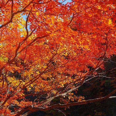 金秋十月赏枫叶🍁