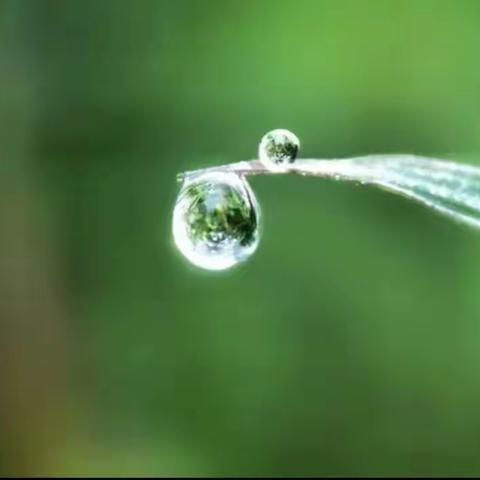 【龙腾会小】会龙山小学科学系列活动——二十四节气之白露