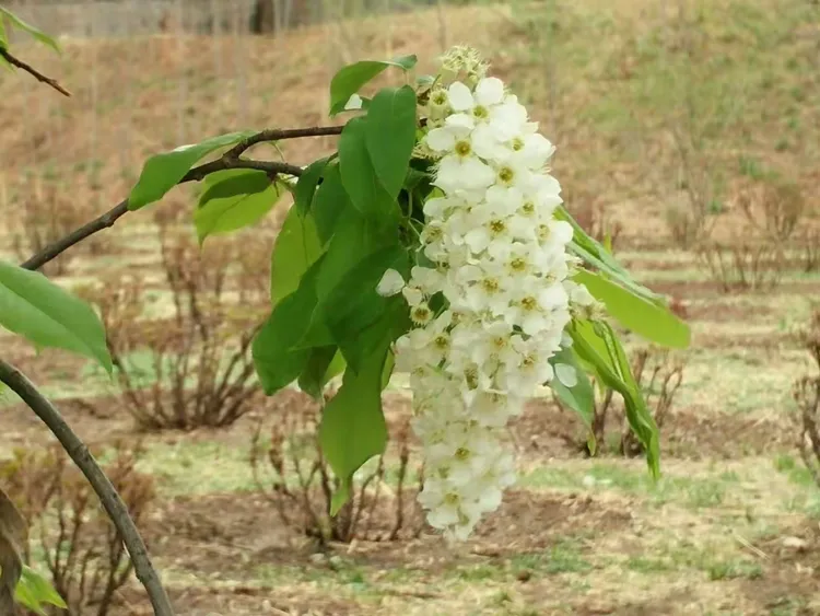 稠李树花儿盛开,枝繁叶茂,
