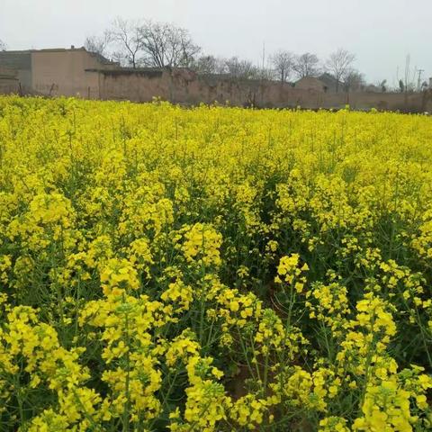 最美人间四月天