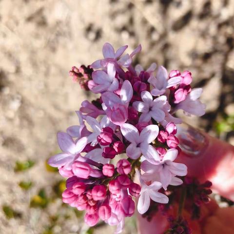 幸福像花儿一样