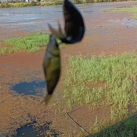 垂钓者日记