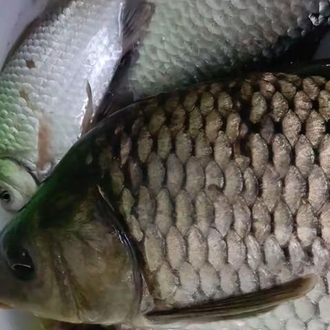 冬日爆护第十四天