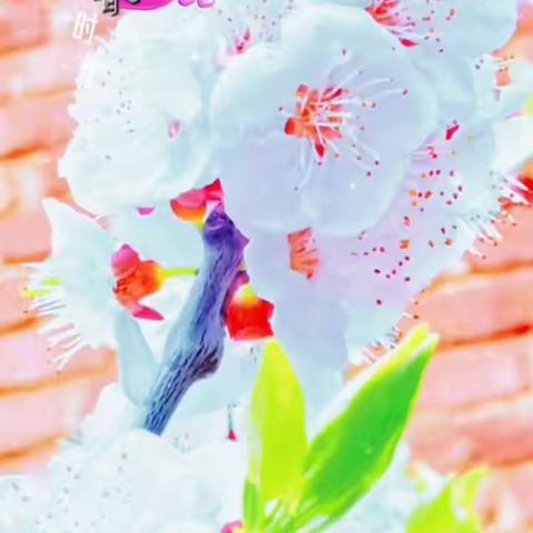 大理凤仪小镇三月春光美