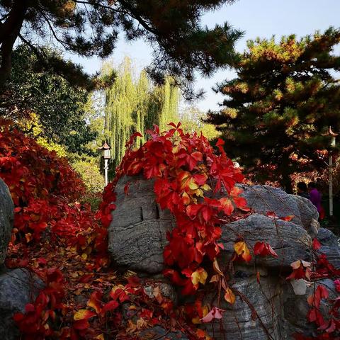 秋风飒飒催天凉    京华处处披新装