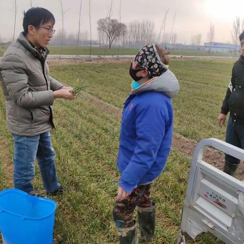 农技农资齐上阵，确保小麦春管出成效