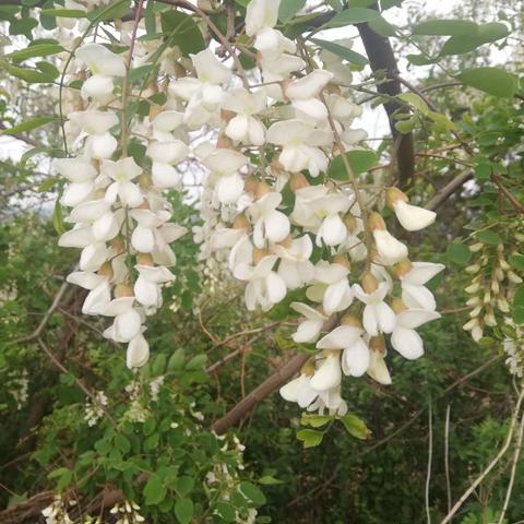 又是一年槐花季