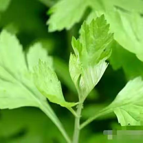 艾草饮食文化