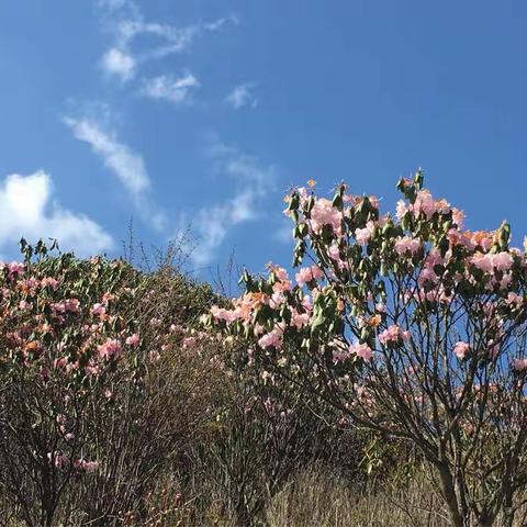 神农架高山杜鹃花海—2017