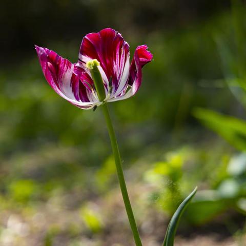 婀娜多姿郁金香