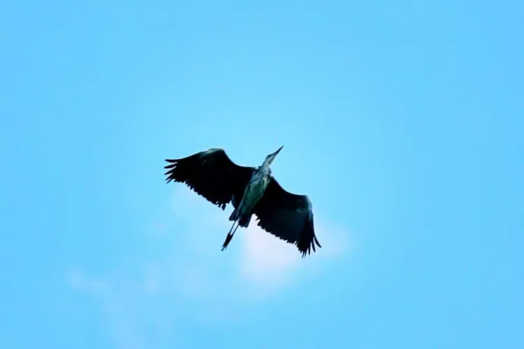 翩然归来