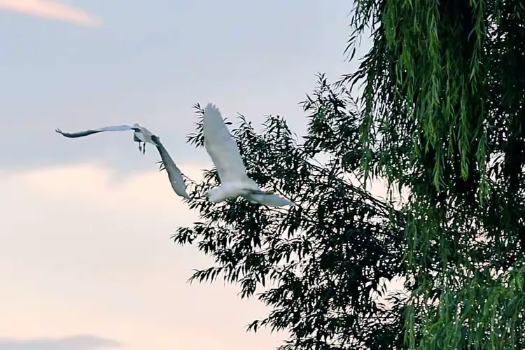 翩然归来