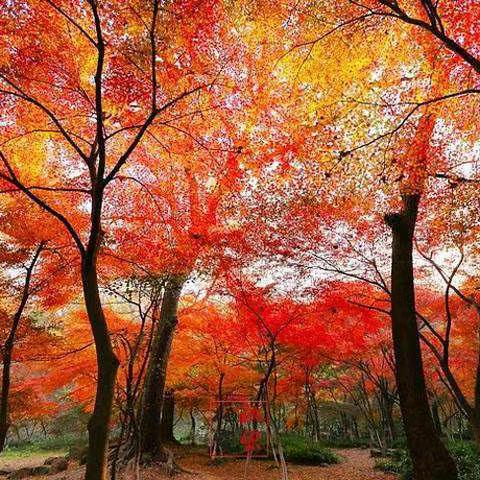 太湖新古镇*千年栖霞寺☞金秋赏枫叶🍁2020.11.