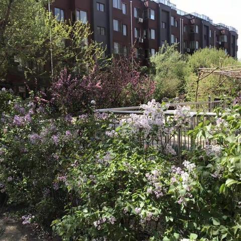 五瓣丁香花——永恒的幸福