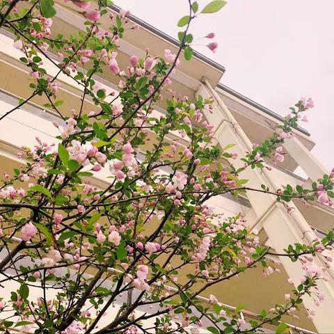 风有约 花不误 如此青春 踏歌而行 —— 江东中学英语组三月教研活动