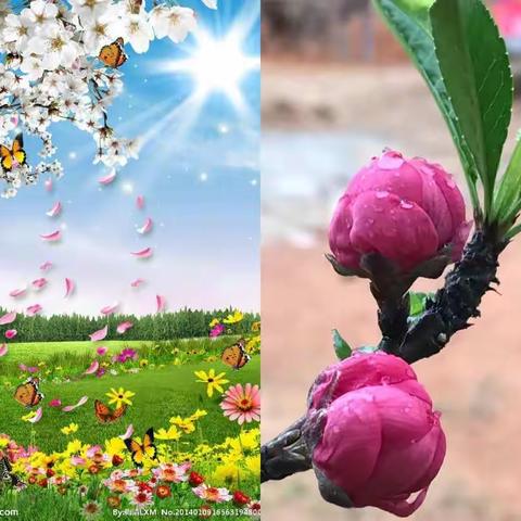 春风化雨育桃李____记开发区二中四年级一班别开生面的劳动课