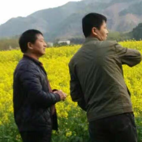 杜村油菜花节与重阳节！