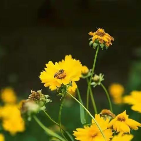 《萌芽》第六期—旖旎夏日