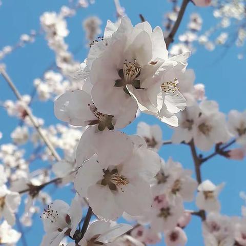 三生三世十里桃花。出镜人:顺。摄影师:文蛤