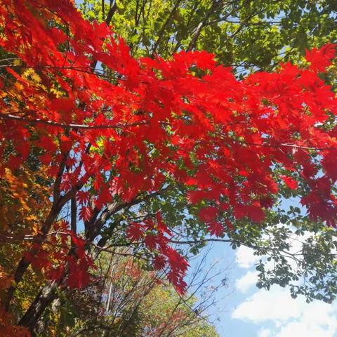 2017醉美金秋(一)