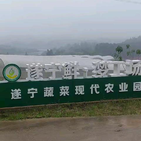 银发践初心 雨润田园梦——聚贤镇老干部党支部“银龄赋能乡村振兴”主题党日活动纪实