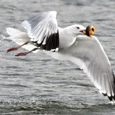 拍鸟日记（二）