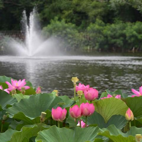 又逢一年赏荷时