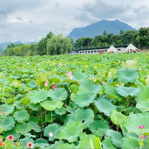 红领巾追足迹 寻访“两山”发源地