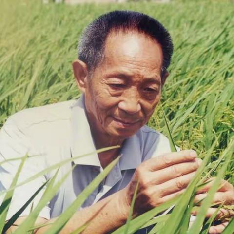 【德城·区幼】粒粒皆辛苦，后辈不敢忘——记中五班悼念袁隆平院士系列活动