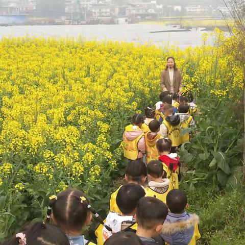 海棠幼儿园：走进油菜花田，感受田野里的春天。