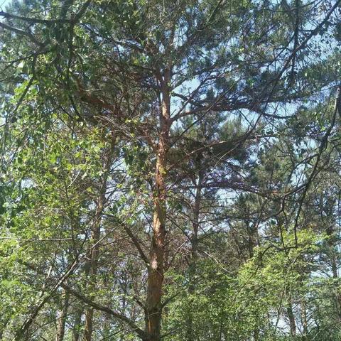 快乐的大青沟一日游