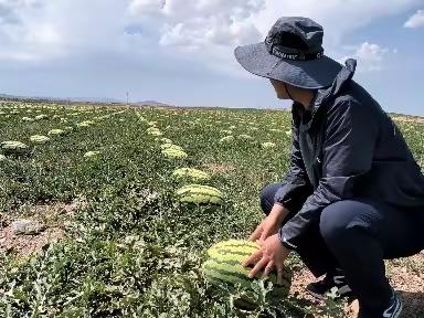 硒砂瓜上市季节，（徐套+喊叫水）塬上一片欢腾~