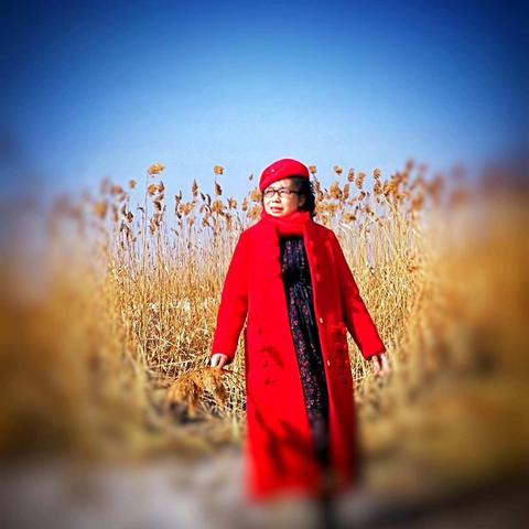 冬季芦苇花美！